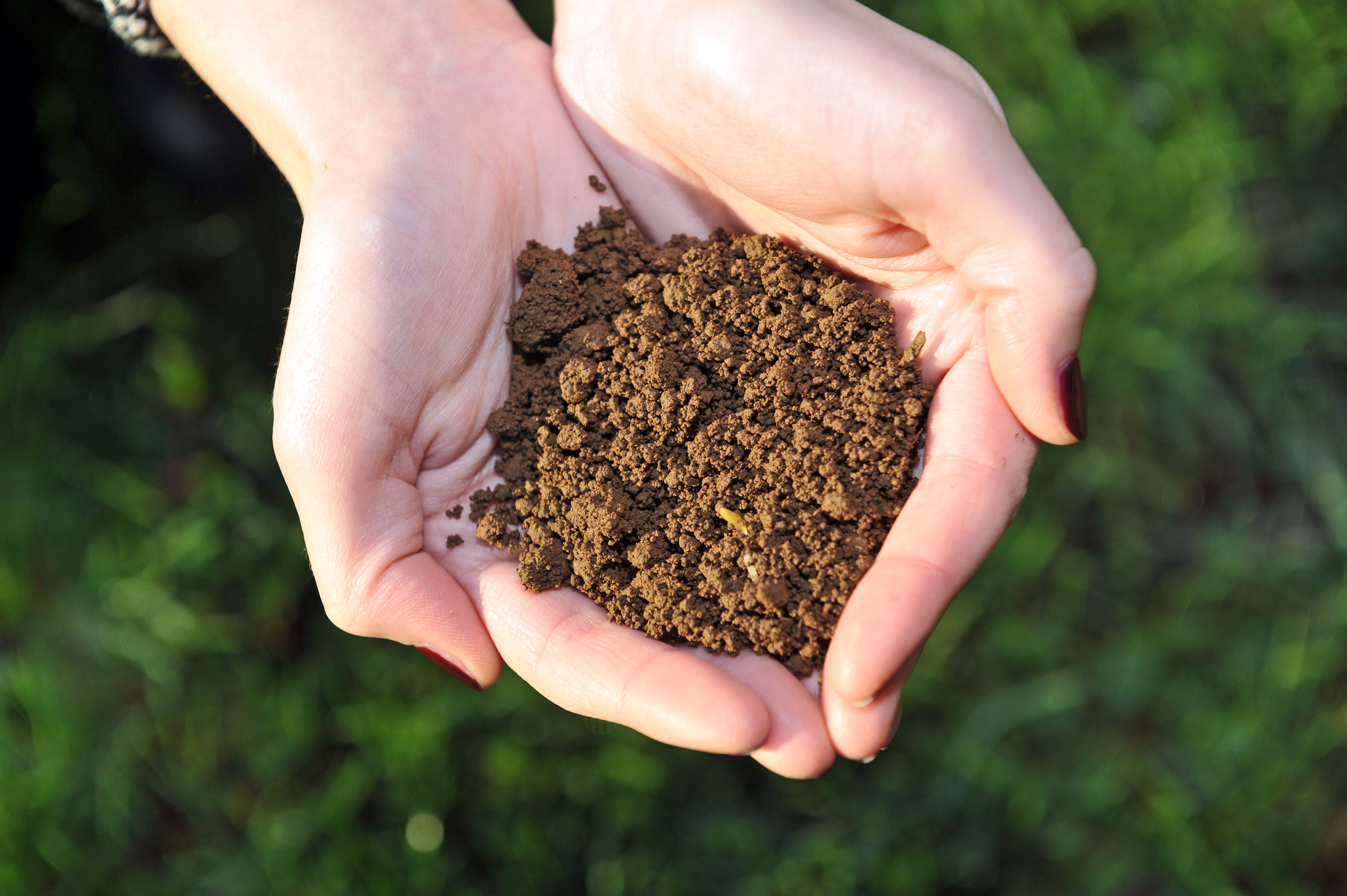 Hutton Soils