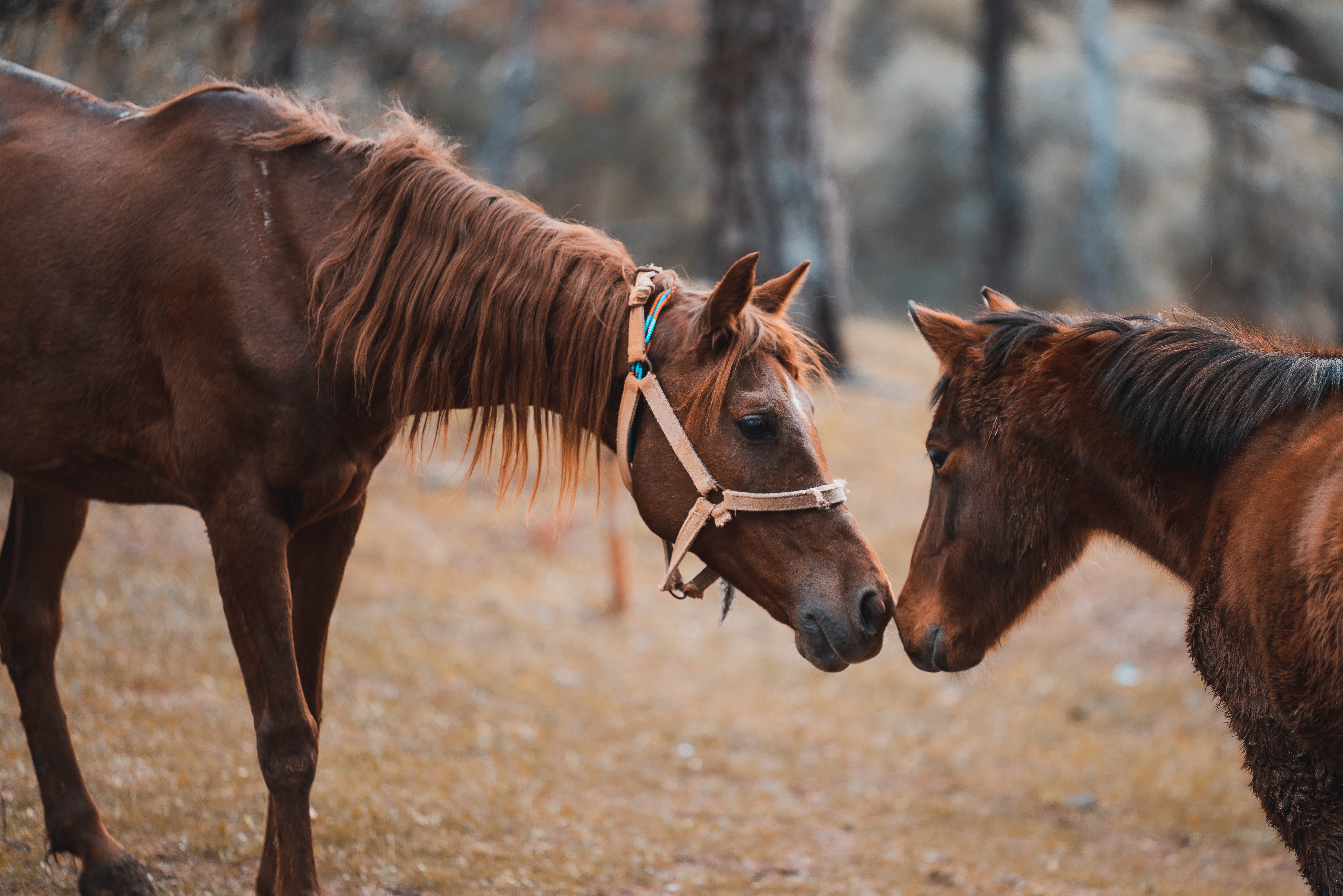 Equine_Interest