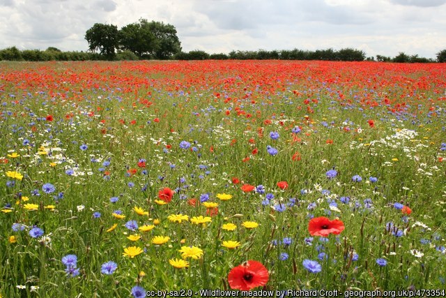 Wildflower_Meadow